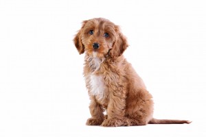 Photo of a Dog